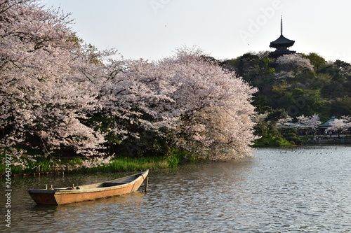 三渓園の桜(Sakura at sankeien)