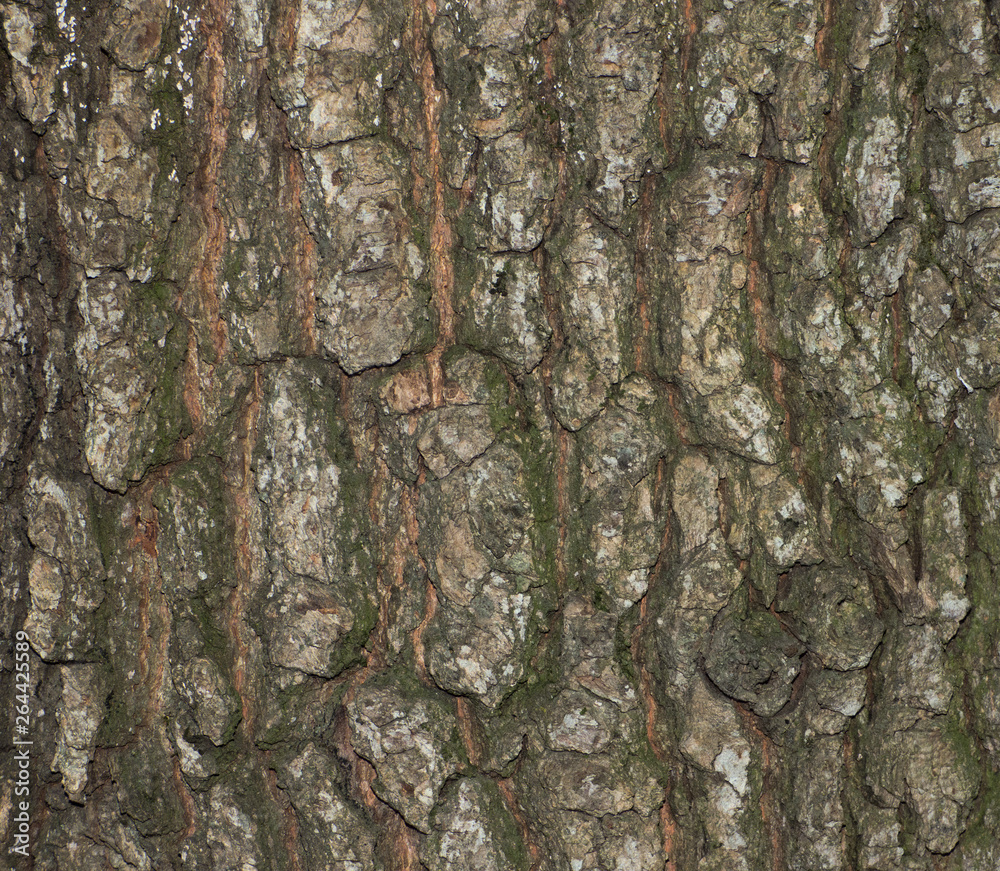Fototapeta premium Old bark texture