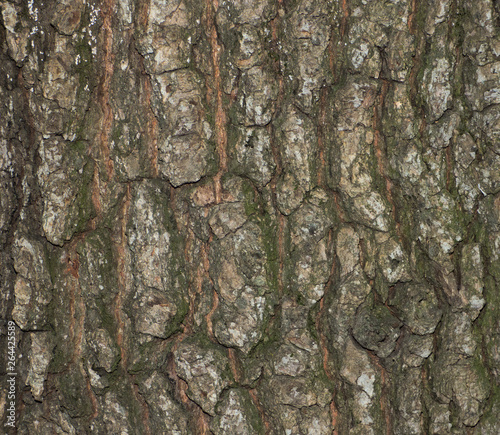Fototapeta Naklejka Na Ścianę i Meble -  Old bark texture