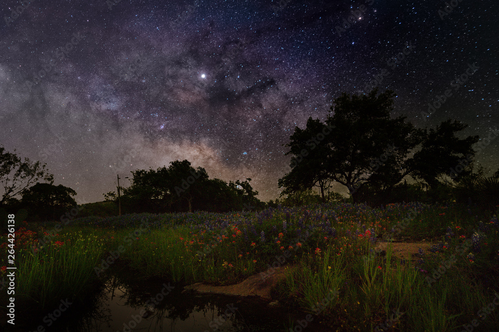 Texas Blue Bonnets under the Milky Way