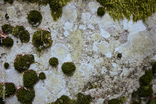 Various colors of lichen and moss on stone background photo