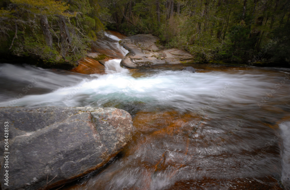 Fototapeta premium stream in forest