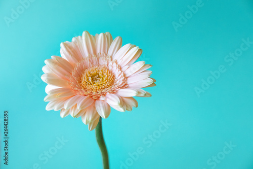 Beautiful Spring Flower Gerber on colored background. Stylish flat lay. Minimal concept. Flat lay background.