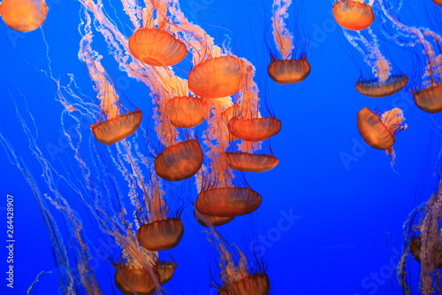 Beautiful jelly-fish moving and dancing slowly in aquarium. Blue background.