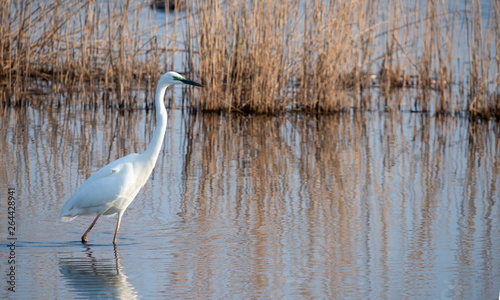 Western White Egret in the Weerribben in the Netherlands.