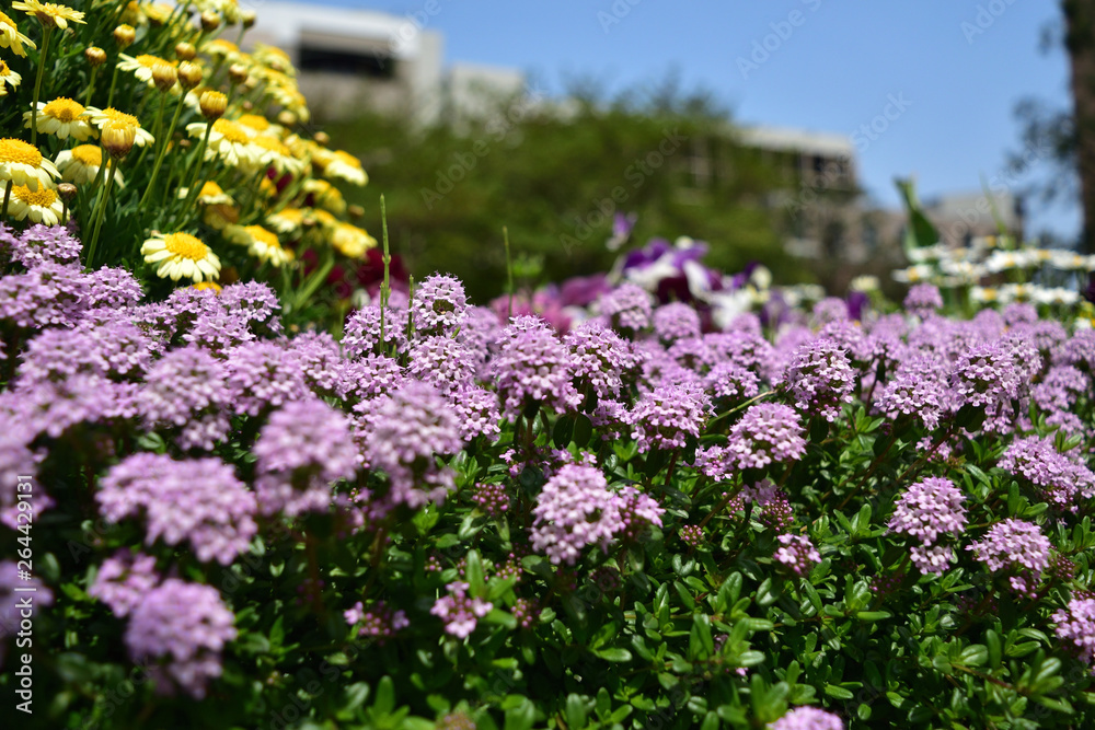 Obraz premium 花(flower)