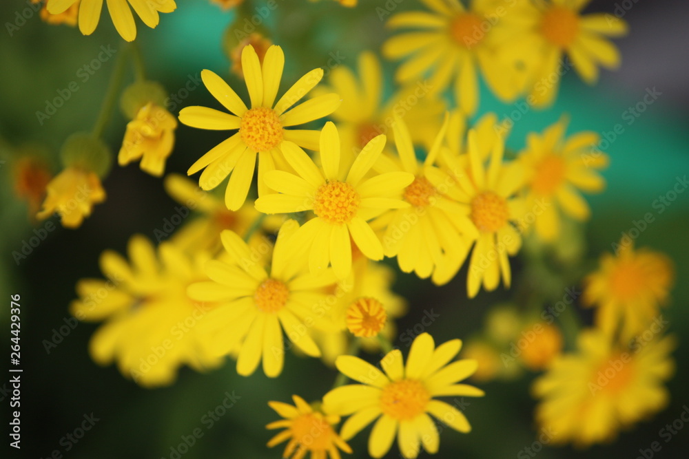 Yellow Wildflowers Yellow Wildflowers