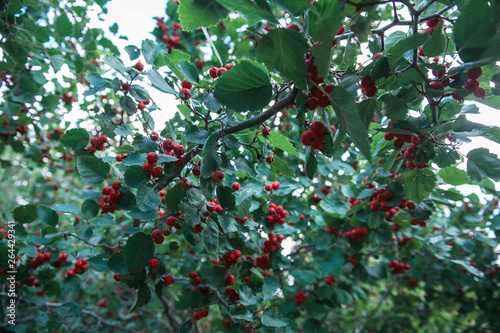Red berries of crataegus mo...