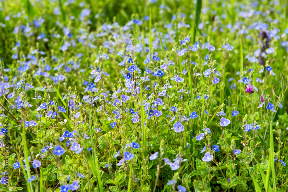 Fototapeta premium blue flowers in the countryside , spring