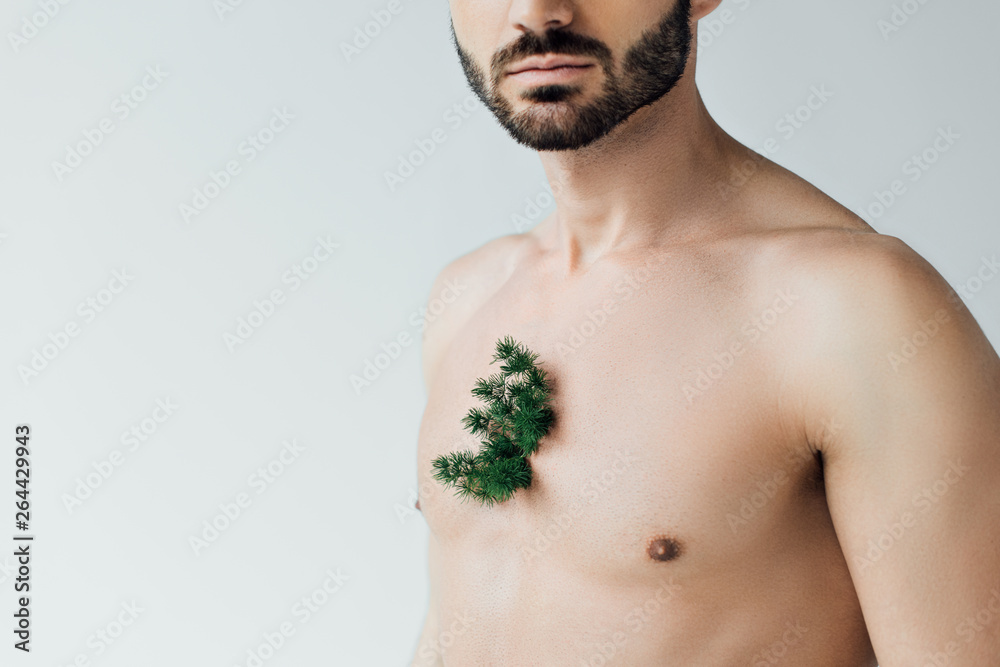 Fototapeta premium Partial view of bearded man with green plant on chest isolated on grey