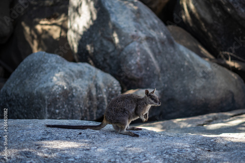 einzelnes Wallaba auf einem Felsen in Australien - Känguru photo