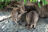 zwei Wallabys im Schatten auf einem Felsen - Känguru