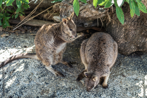 zwei Wallabys im Schatten auf einem Felsen - Känguru