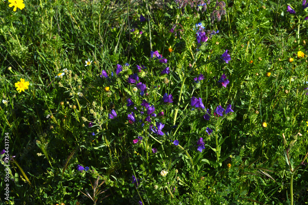 Fototapeta premium Close-up of Viper's Bugloss Flowers, Blueweed, Echium Vulgare, Nature, Macro
