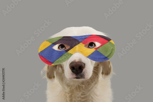 PORTRAIT DOG HARLEQUIN CARNIVAL MASK. FUNNY MIXED-BREED PUPPY WEARING A COLORFUL EYEMASK. ISOLATED STUDIO SHOT ON GRAY BACKGROUND. © Sandra