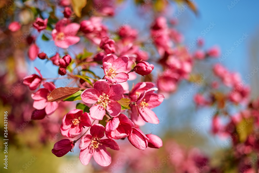 Beautiful, large pink flowers of cherry on a blurry bluish-green background on a bright day close-up. Beautiful, large pink flowers of cherry on a blurry bluish-green background on a bright day close-up.