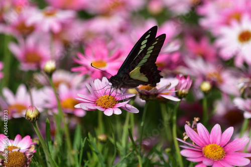 蝶と花(Butterfly & flower)