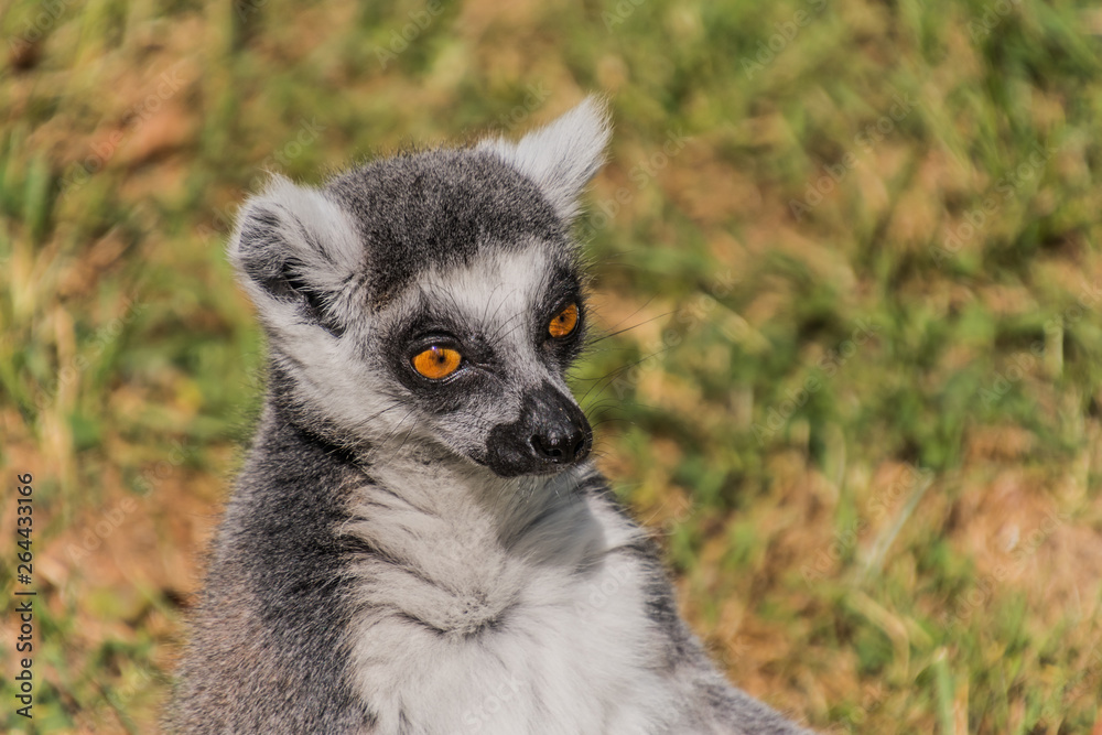 Fototapeta premium Tierpark Wismar