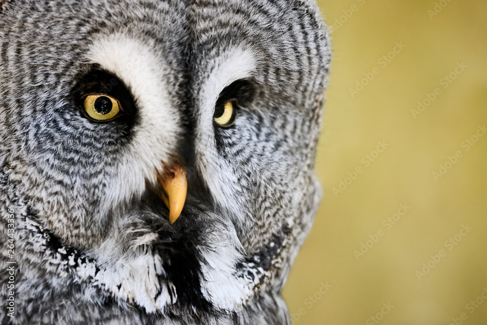 Close-up of a Great Grey Owl (Strix nebulosa) isolated on yellow background Close-up of a Great Grey Owl (Strix nebulosa) isolated on yellow background