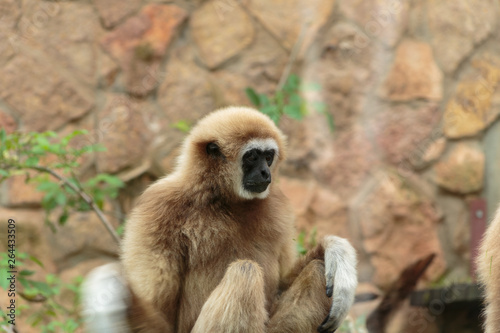Langur monkey in the aviary of the zoo. Langur is a long-tailed arboreal Asian monkey.