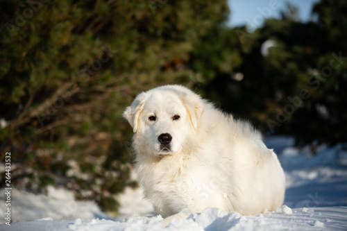 Beautiful and free maremmano abruzzese sheepdog. Close-up of big white fluffy dog is on the snow in the forest in winter photo