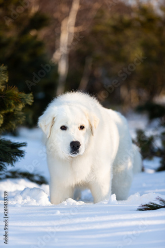 Beautiful and free maremmano abruzzese sheepdog. Close-up of big white fluffy dog is on the snow in the forest in winter