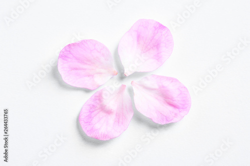 Petals of apricot tree blossom on white background