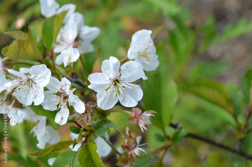 Close-up of White Cherry Blossoms, Nature, Macro Close-up of White Cherry Blossoms, Nature, Macro