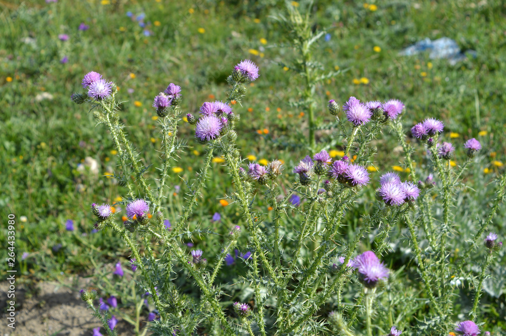 Close-up of Wild Thistle Blossom, Plumeless Thistles, Carduus, Nature, Macro