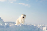 Beautiful and free maremmano abruzzese dog standing on ice floe and snow on the frozen sea background.