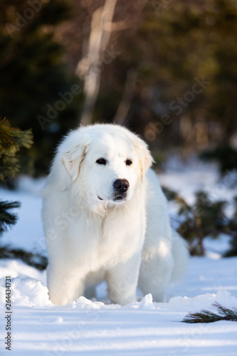 Cute and free maremmano abruzzese sheepdog. Portrait of big white fluffy dog is on the snow in the forest in winter