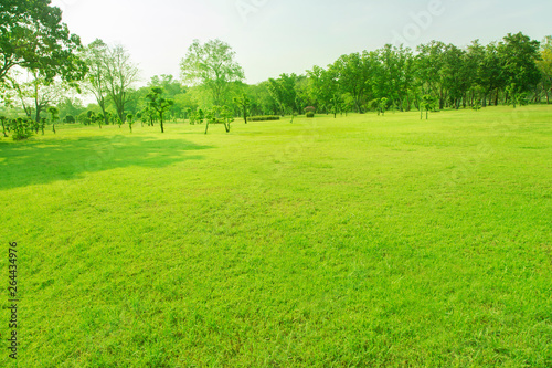 Lawn and trees green background with Beautiful lawn © virachai