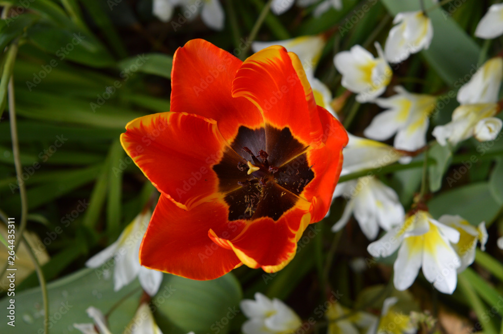 Close-up of a Colorful Tulip, Nature, Macro Close-up of a Colorful Tulip, Nature, Macro