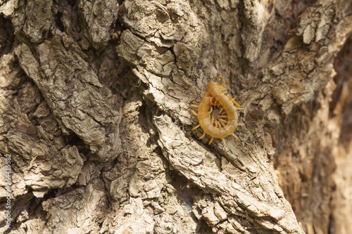 Scolopendra on a tree in the most recent habitat. Insects in southern Kazakhstan. Poison centipedes dangerous to humans. photo