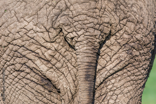 African elephant (Loxodonta africana), detail, Maasai Mara National Reserve, Kenya, Africa. © Ana Gram