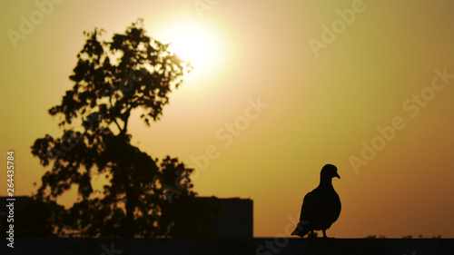silhouette of bird sitting on a bench at sunset
