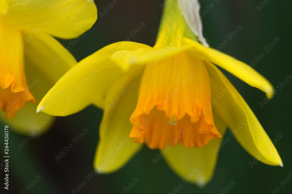 水仙の花