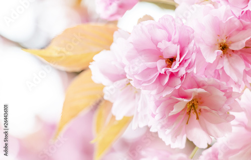 Close up of beautiful blossom Sakura pink flowers with young yellow leaves isolated background. 