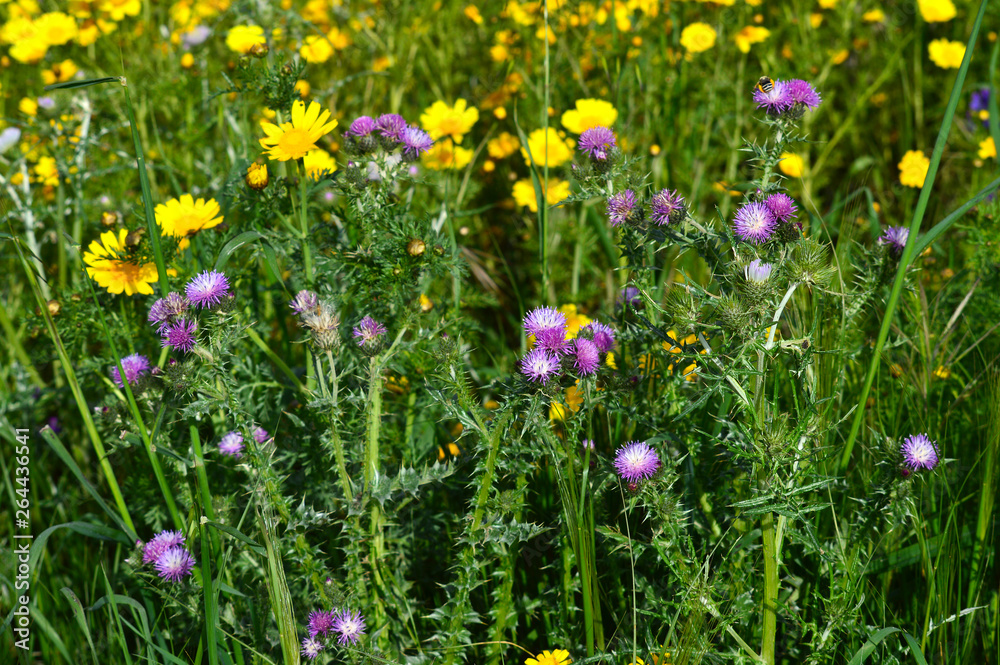 Fototapeta premium Close-up of Wild Thistle Flowers, Nature