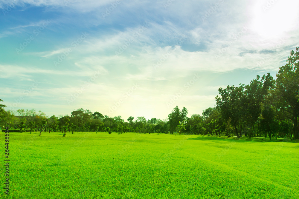 Obraz premium Green trees and gardens Beautiful light in the morning