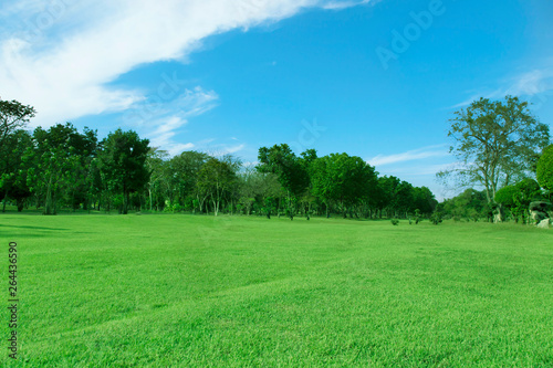 Green trees and Beautiful meadow in the park with morning sky.