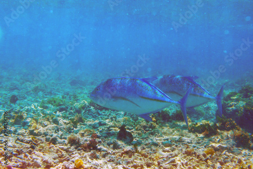 Large fishes Bluefin trevally float in shallow reef in search of prey in-shore of Mauritius island