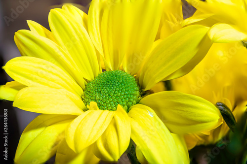 closeup of yellow chysanthemum photo