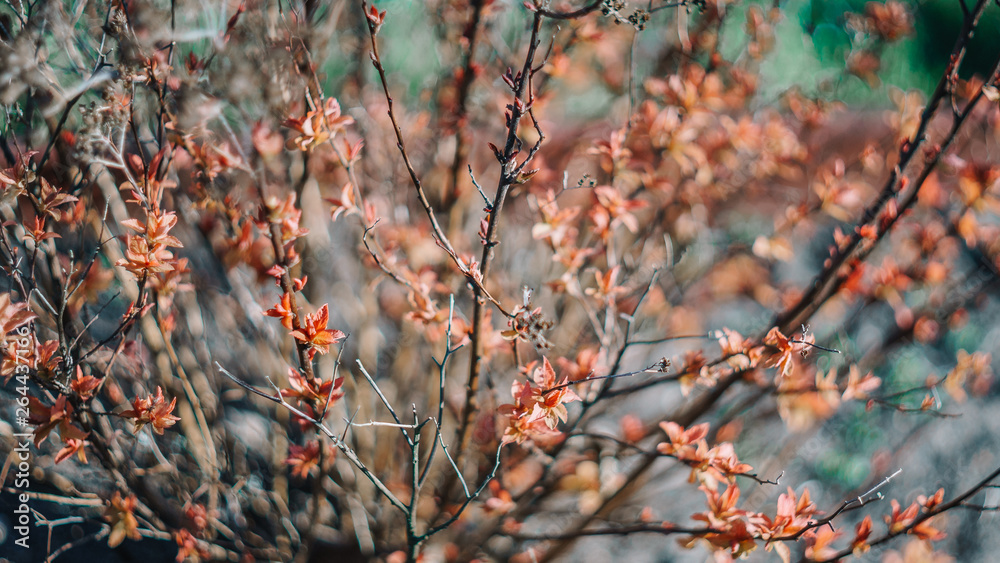 Spirea japonica in early spring. First spring flowers. Textured background. Springtime in country and garden plants. Nature concept. Spring garden. Young spring leaves on a Japanese spirea bush. Spirea japonica in early spring. First spring flowers. Textured background. Springtime in country and garden plants. Nature concept. Spring garden. Young spring leaves on a Japanese spirea bush.