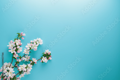 Fototapeta Naklejka Na Ścianę i Meble -  Blooming spring sakura on a blue background with space for a greeting message. The concept of spring and mother's day. Beautiful delicate pink cherry flowers in springtime