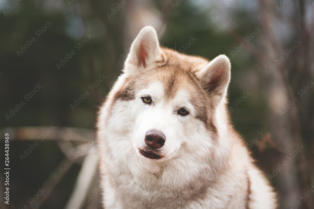 Beautiful and cute Siberian Husky dog sitting in the forest at sunset in spring