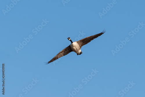 A Canada Goose Flying in the Sky