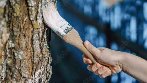 child hand white washes trees in spring. protection of fruit trees in the garden,  Spring works in a garden. Work white brush. Paint the bark fruit tree. © Natallia