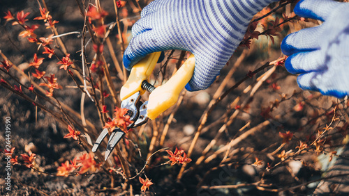 Gardener cuts dry branches of tree with pruning shears. Pruning bushes. Cutting Branches at spring. Close up hand of person taking care of Spirea japonica. Gardening on farm in autumn or spring