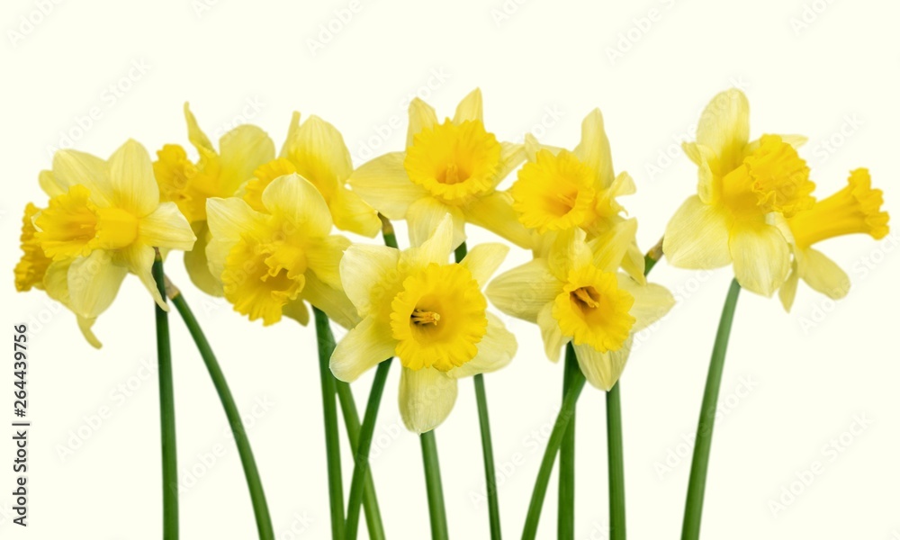 Daffodil. Daffodil.
